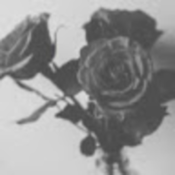 Meet your Posher, Layna - Picture 1 of 1